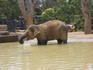 20070118 - Melbourne Zoo elephant