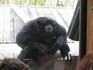 20070118 - Melbourne Zoo Orangutan sanctuary Siamang