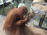 20070118 - Melbourne Zoo Orangutan sanctuary orangutan