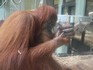 20070118 - Melbourne Zoo Orangutan sanctuary orangutan