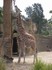 20070118 - Melbourne Zoo giraffes