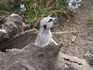20070118 - Melbourne Zoo meerkat