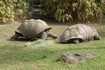 20070118 - Melbourne Zoo Galapagos tortoise