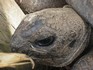 20070118 - Melbourne Zoo Galapagos tortoise