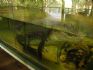 20080429 Perth Zoo - Saltwater Crocodile