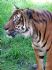 20080429 Perth Zoo - Tiger