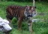 20080429 Perth Zoo - Tiger