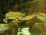20080429 Perth Zoo - Tortoise