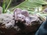20080827 - Australia Zoo otters