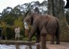 20080827 - Australia Zoo Elephant lifts keeper
