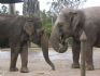 20080827 - Australia Zoo Elephant gossip