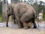 20080827 - Australia Zoo Elephant sits on ball