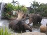 20080827 - Australia Zoo Elephants in the water