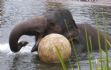 20080827 - Australia Zoo Elephant has a bigger ball!