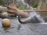 20080827 - Australia Zoo Elephants has a shower (with balls)