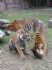 20080827 - Australia Zoo Tigers in a circle