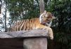 20080827 - Australia Zoo Tiger bathes