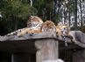 20080827 - Australia Zoo three tigers on a roof