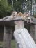 20080827 - Australia Zoo three tigers on a roof