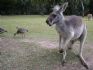 20080827 - Australia Zoo kangaroo