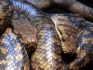 20080827 - Australia Zoo snakes (Spotted Python heads)